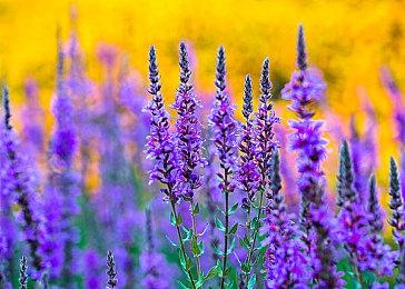 《寂静之地：前方之路》IGN 7分 气氛不错、惊喜不足