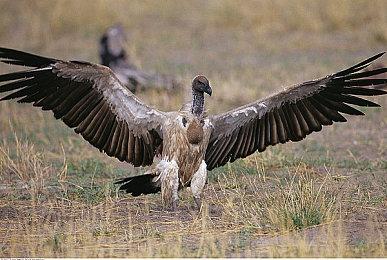 《黑神话:悟空》Steam评价过百万 获96.7%压倒性好评